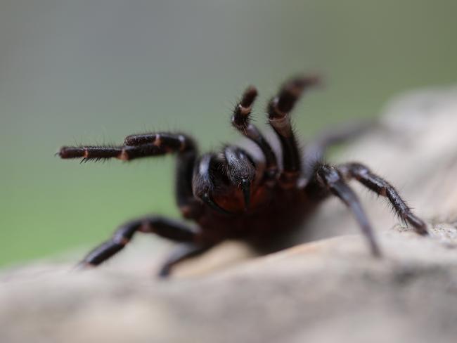 The Australian Reptile Park has issued a warning about a funnel-web spider "bonanza" across Sydney and the Central Coast. Picture: The Australian Reptile Park