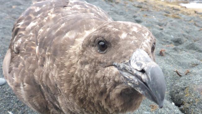 Once the virus leaps from birds to humans, it could cause another pandemic. Picture: Park and Wildlife Marcus Salton