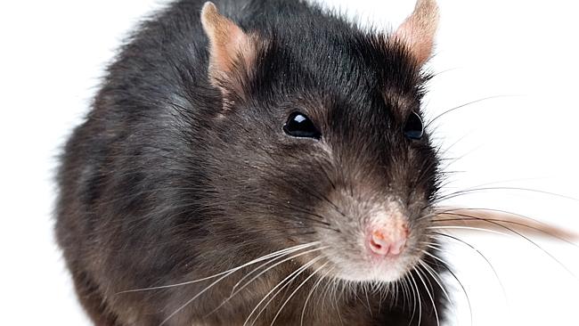 You dirty little rat. Or maybe not. Skeletons unearth new findings about the Black Death including a challenge to the common theory it was spread by fleas from rats.