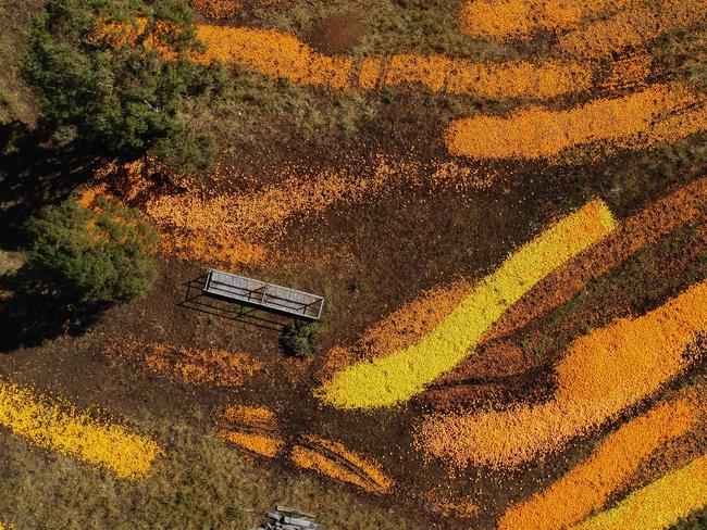 HOLD SEE COURIER MAIL PIC DESK! Aerial image over dumped citrus outside Gayndah as growers battle a season described as a 'bloodbath' due to a combination of a shortage of pickers and a domestic market flooded by southern state growers who pre Covid would primarily export to Asia. Picture Lachie Millard