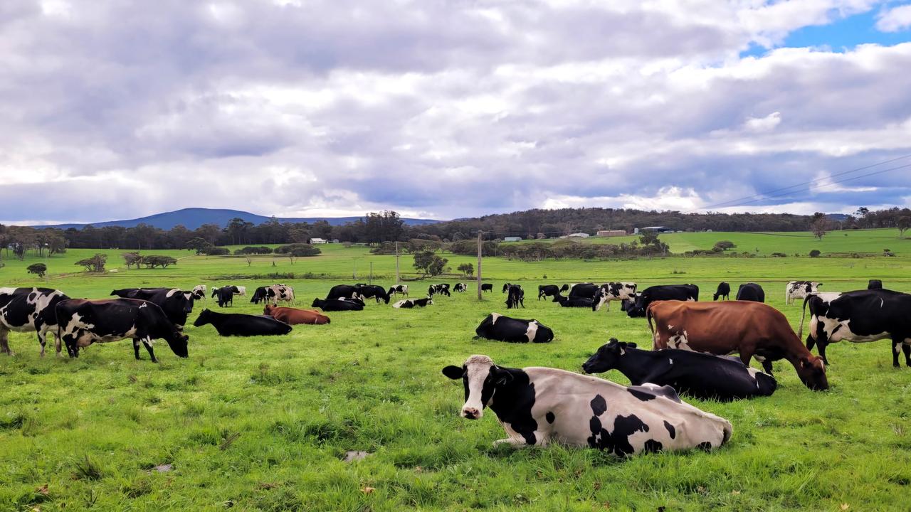 Swiss bliss in Aussie Grand Dairy winner