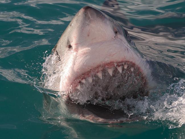 Shot of this Great White Shark taken at False Bay near Gansbaai in South Africa.