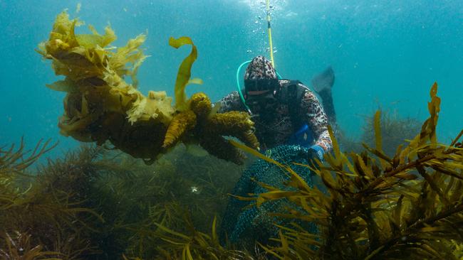 A diver hand harvesting undaria seaweed in Tasmanian waters. Picture: Marinova