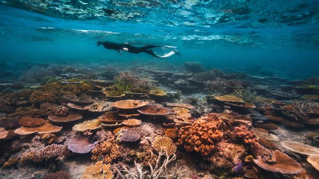 Wavelength Reef Cruises- Images of women snorkelling on stunning coral reef and coral nursery. TTNQ has released its draft destination management plan.