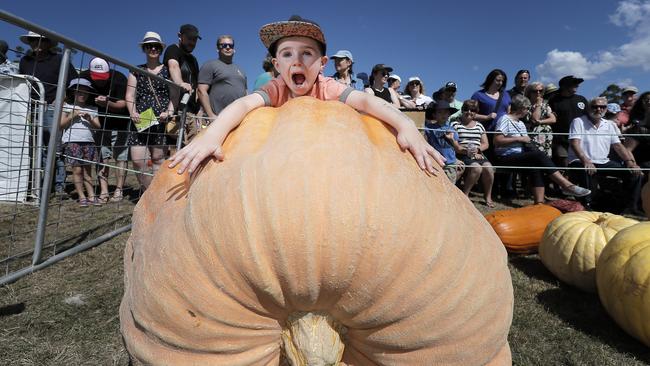 The giant pumpkin weigh-in is always popular at Bream Creek Show. Picture: RICHARD JUPE