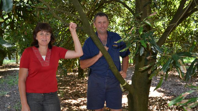 Macadamia farmers Warren and Pauline Elvery of Dalwood among their crop in sunnier days. Picture: Samantha Elley