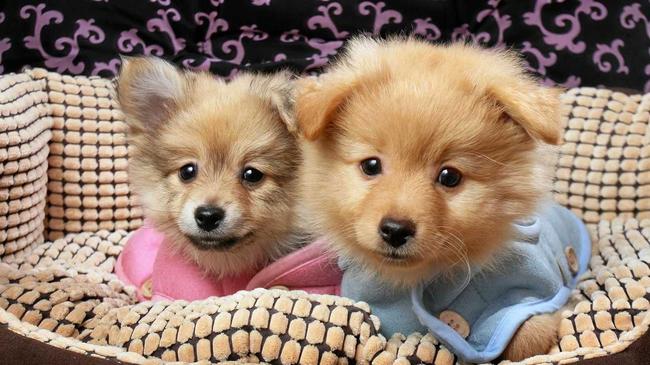 Pomeranian puppies rug up for the first day of winter. Picture: Rob Williams