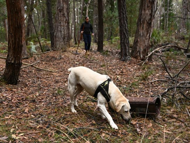 Specialist cadaver dogs search for the body of missing woman Samantha Murphy. Picture: Joel Carrett