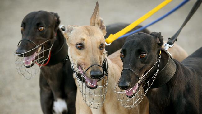 Two Queensland greyhound trainers suspended pending inquiry over