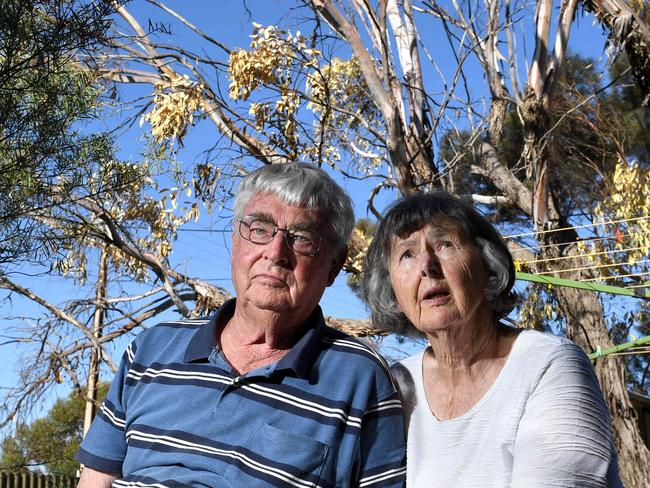 Growing mystery as now backyard trees die at St Kilda