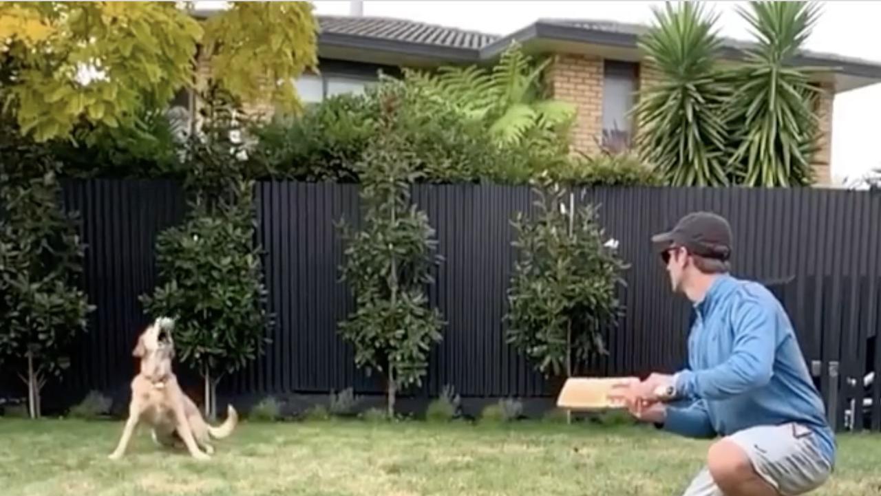 Cricket star’s talented dog goes viral.