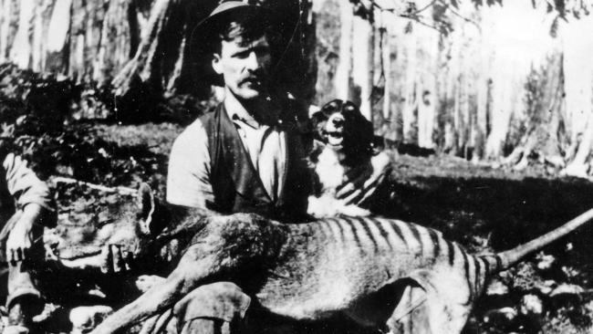 tasmanian tiger ranger 60 test