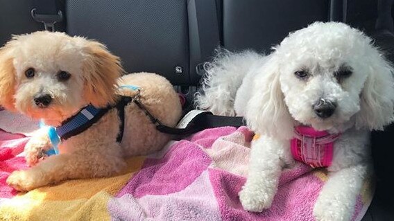 Ms Zhuo’s Bichon Frise Poodle, similar in appearance to the pictured dogs, had to be partially shaved to attend to its injuries.