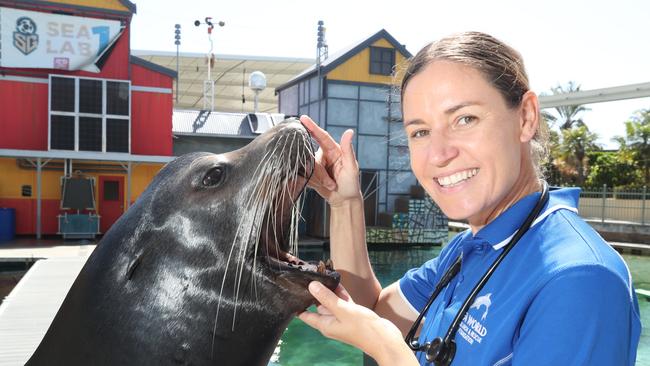 Village Road Show chief vet Claire Madden, 37, is living her childhood dream as a wildlife vet. Claire examines Boston, a 15 year old Californian Sea Lion at Sea World. Picture Glenn Hampson