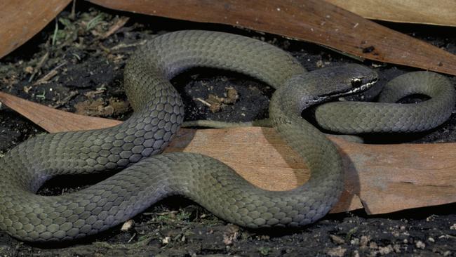 White-lipped snake. Source: Wildlife Profiles Pty/Peter Robertson