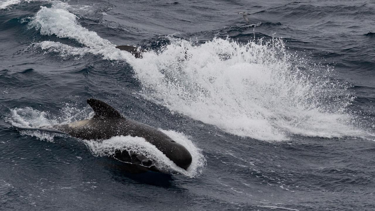 Pilot whales ride the wake of the Aurora Australis. Picture: Ryan Osland