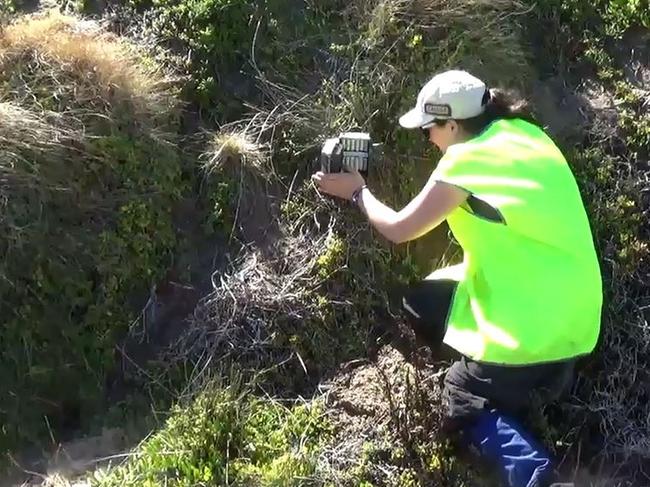 Caitlan Geale setting up a camera to capture the movements of Bruny Island wildlife.