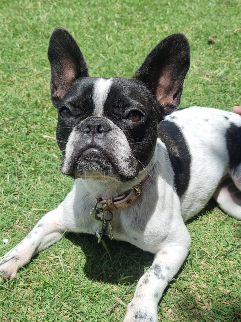 Coco Wilson – She is a 1-year-old French bulldog! She has the best personality. We live on the Gold coast and she loves going to the beach and playing ball!