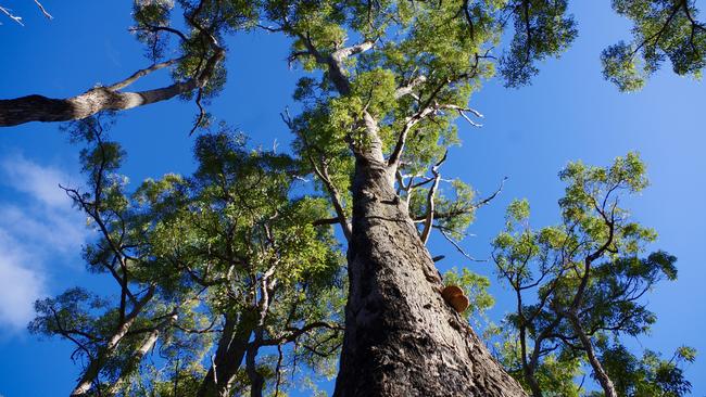 South32’s plan involves extending bauxite mining in jarrah forests. Picture: Sharon Parker-Brown