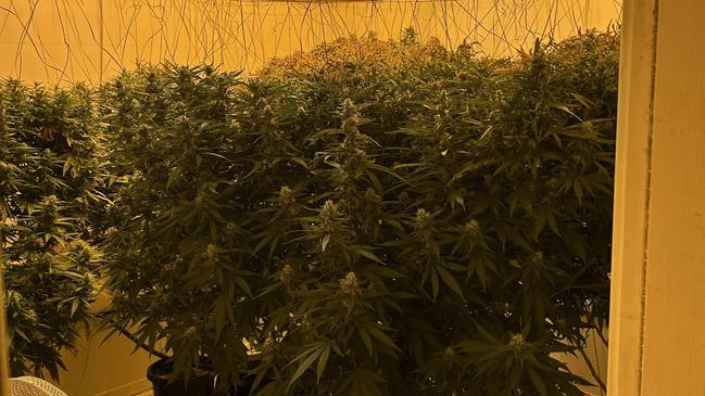 Robert Mank was busted with cannabis crops in Kanahooka and Greenwell Point. Picture: NSW Police