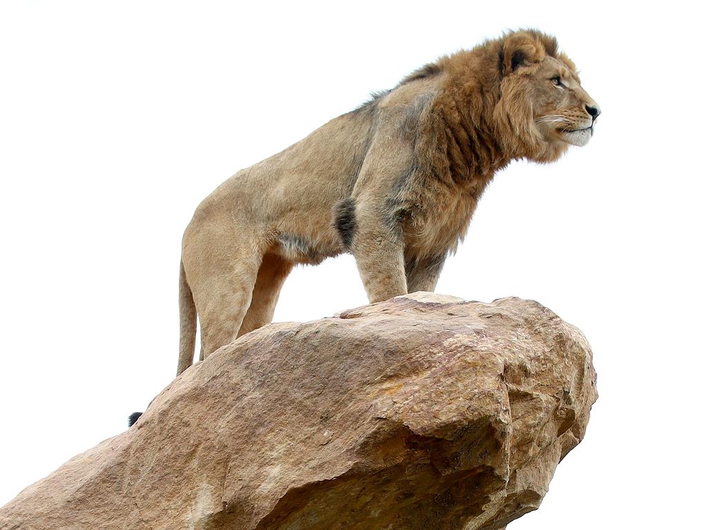 First look at the lion and cheetah enclosures inside Sydney Zoo in Bungarribee in Sydney's west, the first zoo to open in Sydney in over 100 years. Four lion siblings brought in from Taronga Western Plains Zoo in Dubbo get familiar with their new surroundings. Virunga on pride rock. Picture: Toby Zerna