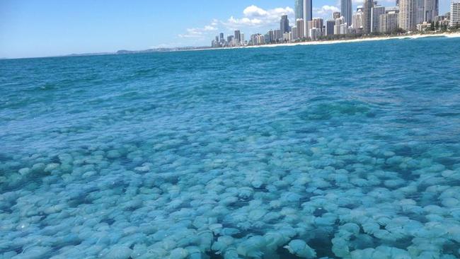 A mass of jellyfish off Narrowneck, Gold Coast today. Pic: Grahame Long