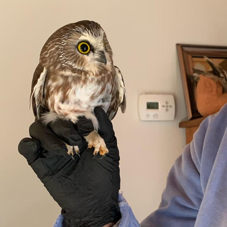 The owl was taken to Ravensbeard Wildlife Centre. Picture: Ravensbeard Wildlife Centre/AFP