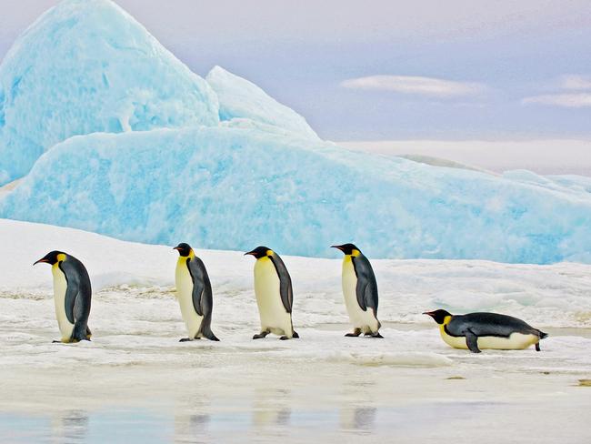 Five Emperor Penguins traveling on the ice in front of a blue iceberg, Antarctica.Escape Sat Mag 20 October 2023Which Way to Go - Antarctica - Sea V AirPhoto - iStock