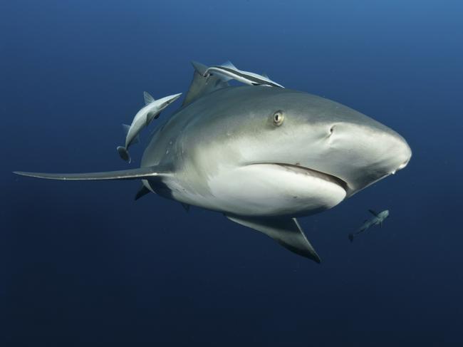 Bull sharks have been known to grow up to 3.5m in length.