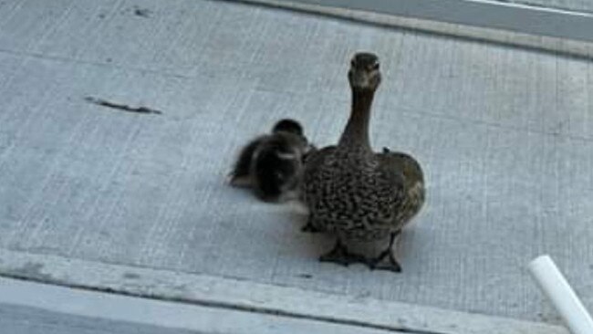 A photo of a mother duck and her ducklings displaced from Cammeray Park.