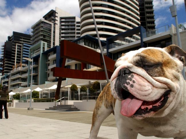 Apartment Pets: Shogun the 3 1/2-year-old Bulldog, who resides at the Boyd Building Apartments, Docklands.