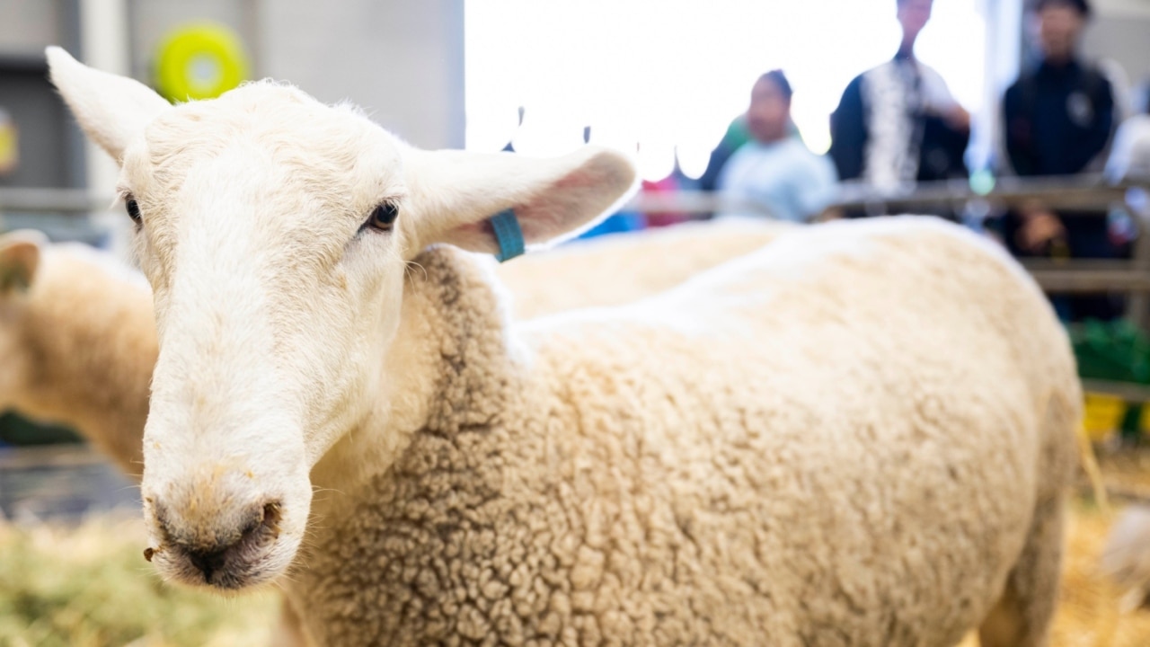 Labor announces $107 million over five years to help farmers stop live sheep exports