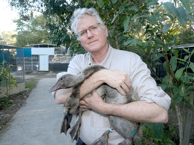 Vet Dr Michael Pyne with cygnets getting ready for the Currumbin Wildlife Sanctuary Hospital open day. Picture Mike Batterham