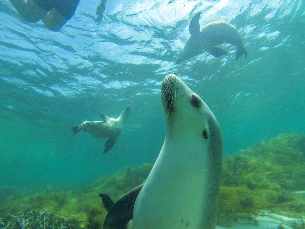 Animal experiences Australia | Shark dives to turtle conservation