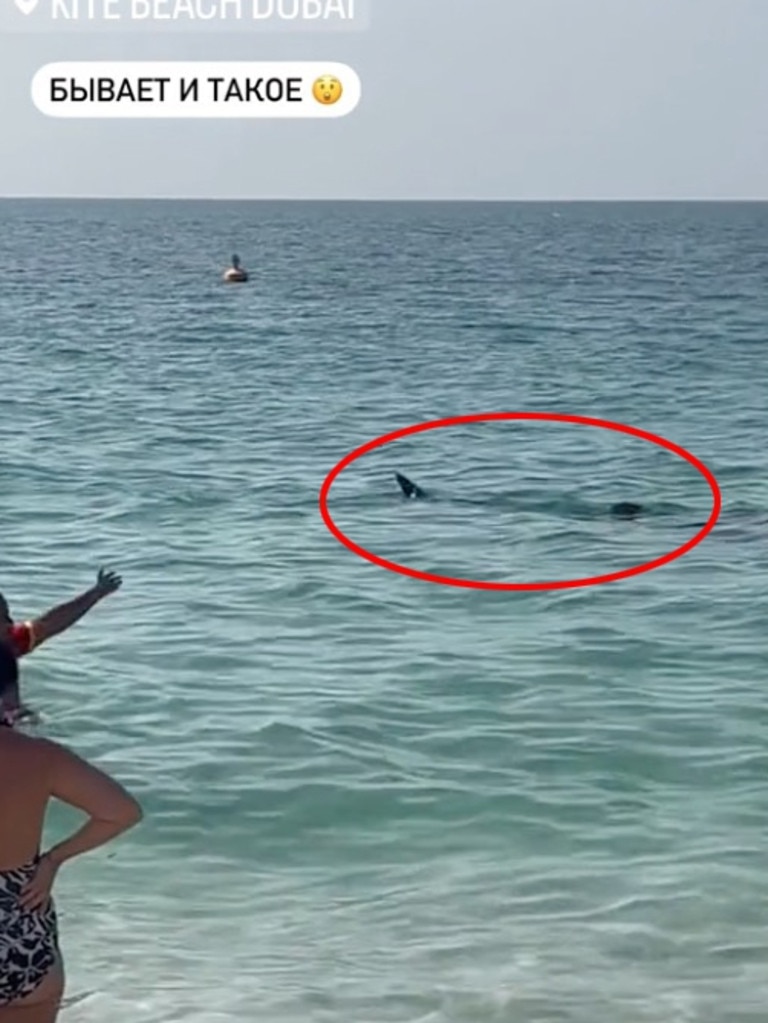 The giant beast was filmed off the coast at a popular beach in Dubai. Picture: Jam Press.