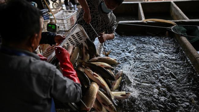 Workers in April 2020 wear face masks as they unload fish from a truck at a shop at the Wuhan Baishazhou Market where the virus is believed to have originated from stalls selling live game in Wuhan late last year. Picture: AFP