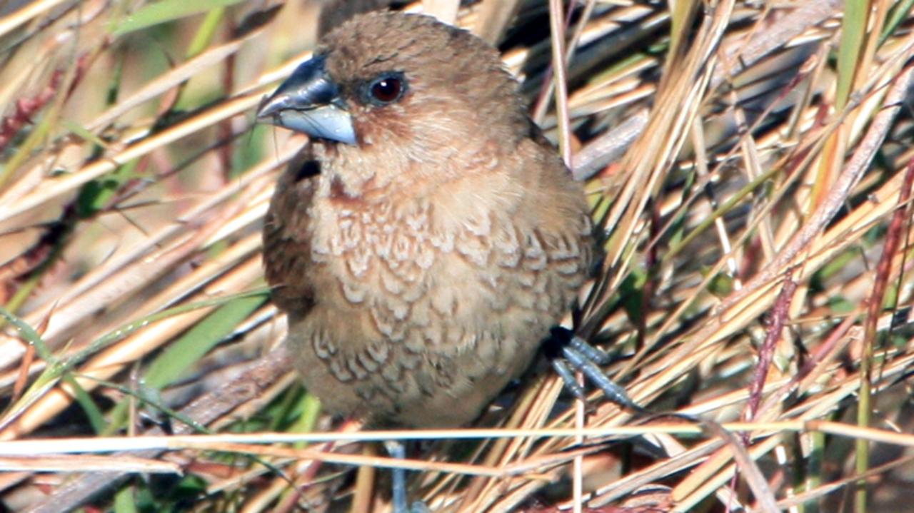 Briggsy’s Birds: Nutmeg Mannikin | The Courier Mail