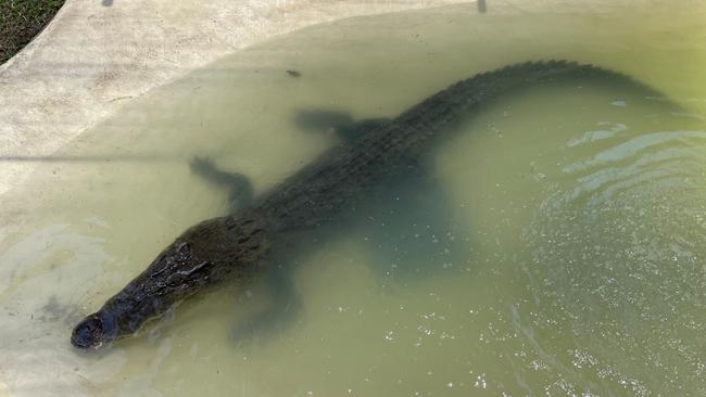 This “icon” croc was removed from the Mowbray River in October. .