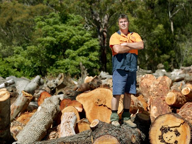 Hornsby Tree Service owner and tree lopper Peter O'Sullivan who has spoken out against the 10/50 legislation because he says it is resulting in too many healthy trees being cut down unnecessarily. He says it has brought many unscrupulous operators into the business.