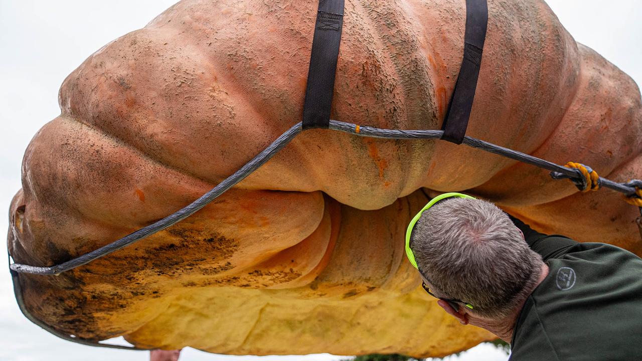 The 1247kg champion pumpkin grown by Travis Gienger. Picture: AFP Photo / Half Moon Bay’s World Championship Pumpkin Weigh-Off