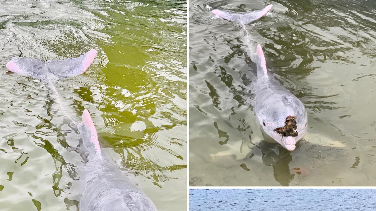 PHOTOS ‘Gift giving’ Tin Can Bay dolphin sets a new record The