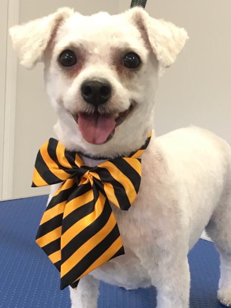 My dog Bachar loves having his fur cut. Picture: Jolene’s pet styling