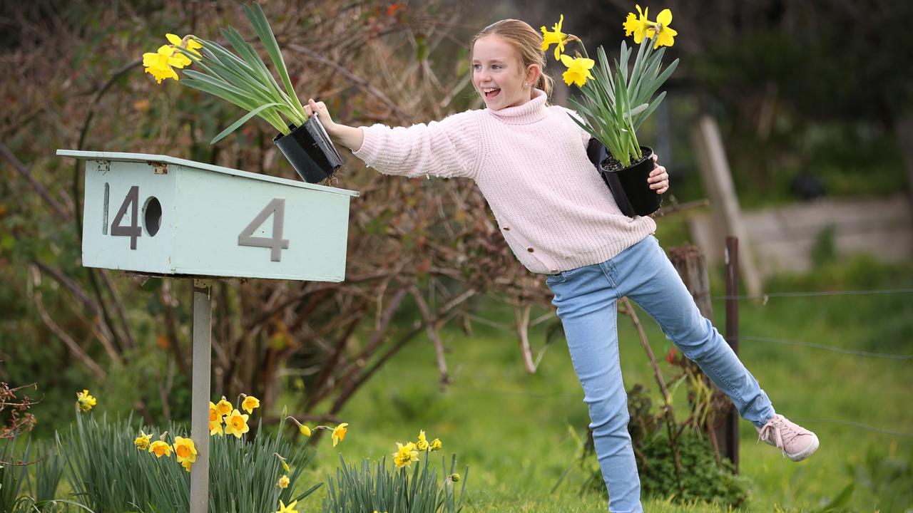 Grace Drewitt, 10, and her dad spread kindness by leaving daffodils on letterboxes and beside cars in her neighbourhood of Silvan, Victoria, to deliver joy during lockdown. Picture: David Caird
