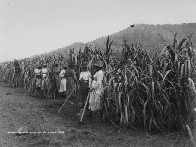 South Sea Islander women – pictured working in the canefields in Far North Queensland – were key figures in the development of the sugar industry, many forced under threat of violence into long, hard and low-paid work.