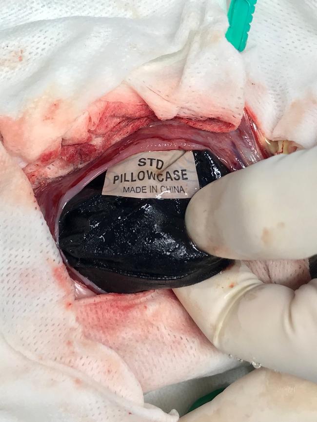 The first cut into the pet black-headed python revealed the pillow slip's tag - it said it was a standard size pillow case. Credit: HerpVet, Mt Ommaney.