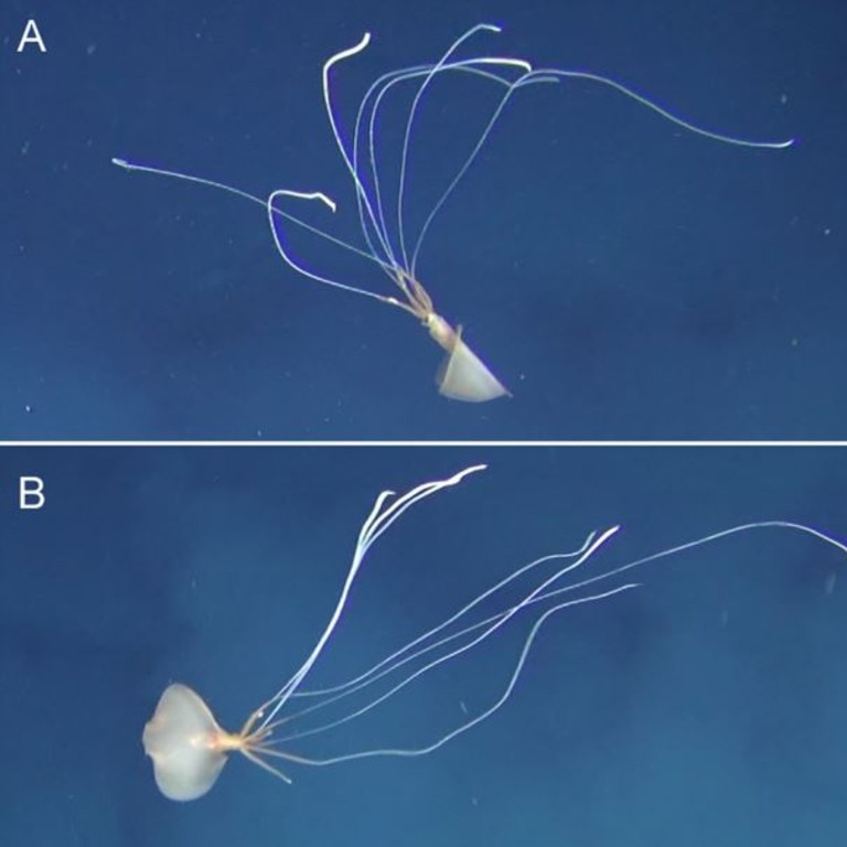 This squid is believed to be missing three tentacles.