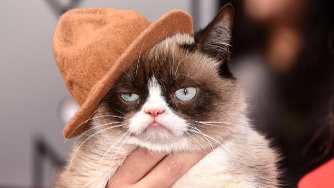 Grumpy Cat attends at the 2014 MTV Movie Awards in L.A. in April, 2014. Photo: Jason Merritt.