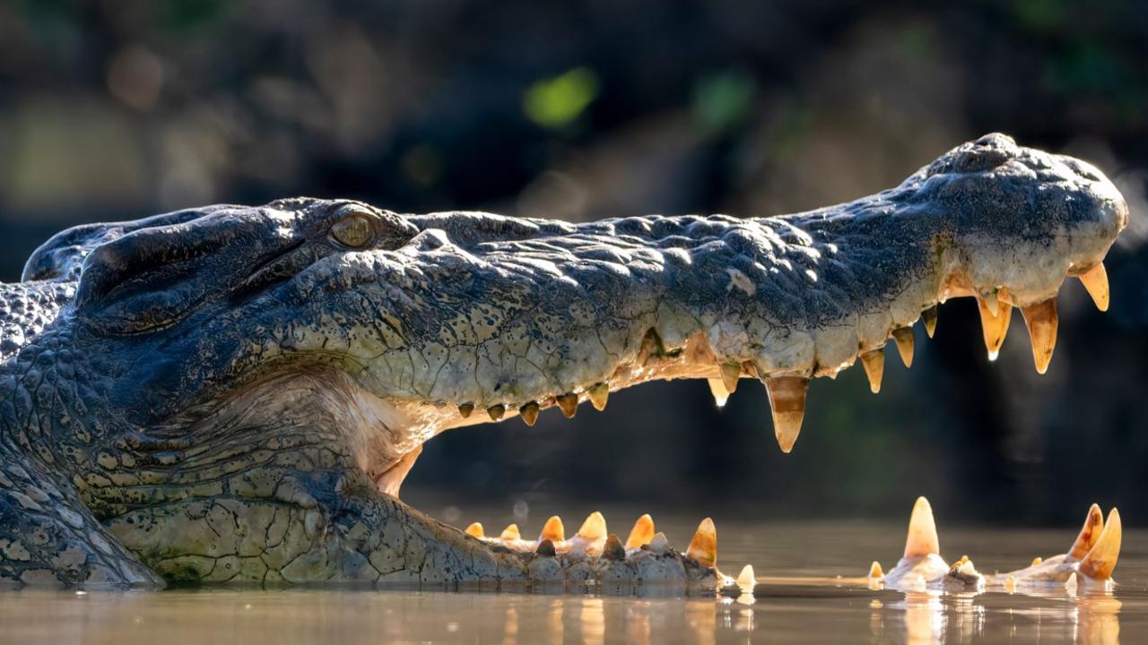 "I'm scared of them, but it's a good healthy fear" - Nature photographer Paul Thorsen captures the power of a predatory croc close to home.