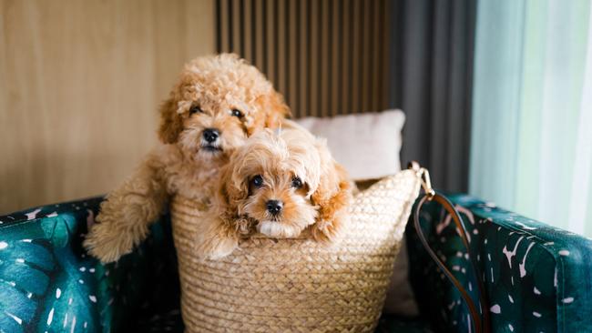 Ellie and Frankie are ready to see the sights of Cairns. Picture: Supplied