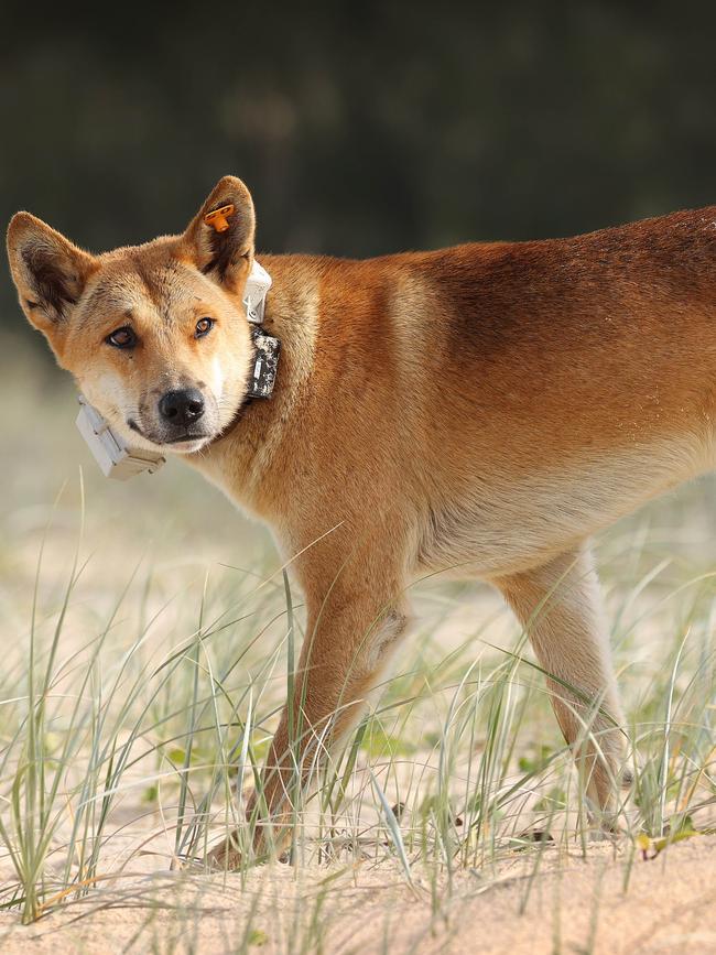 A dingo on K'gari. Picture: Liam Kidston